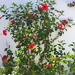 Daglas Seaside Apartman