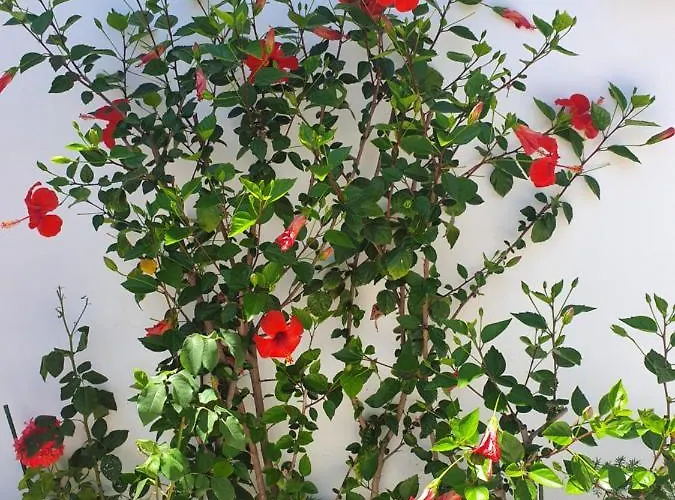 Daglas Seaside Apartment